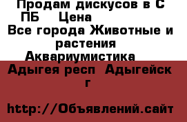 Продам дискусов в С-ПБ. › Цена ­ 3500-4500 - Все города Животные и растения » Аквариумистика   . Адыгея респ.,Адыгейск г.